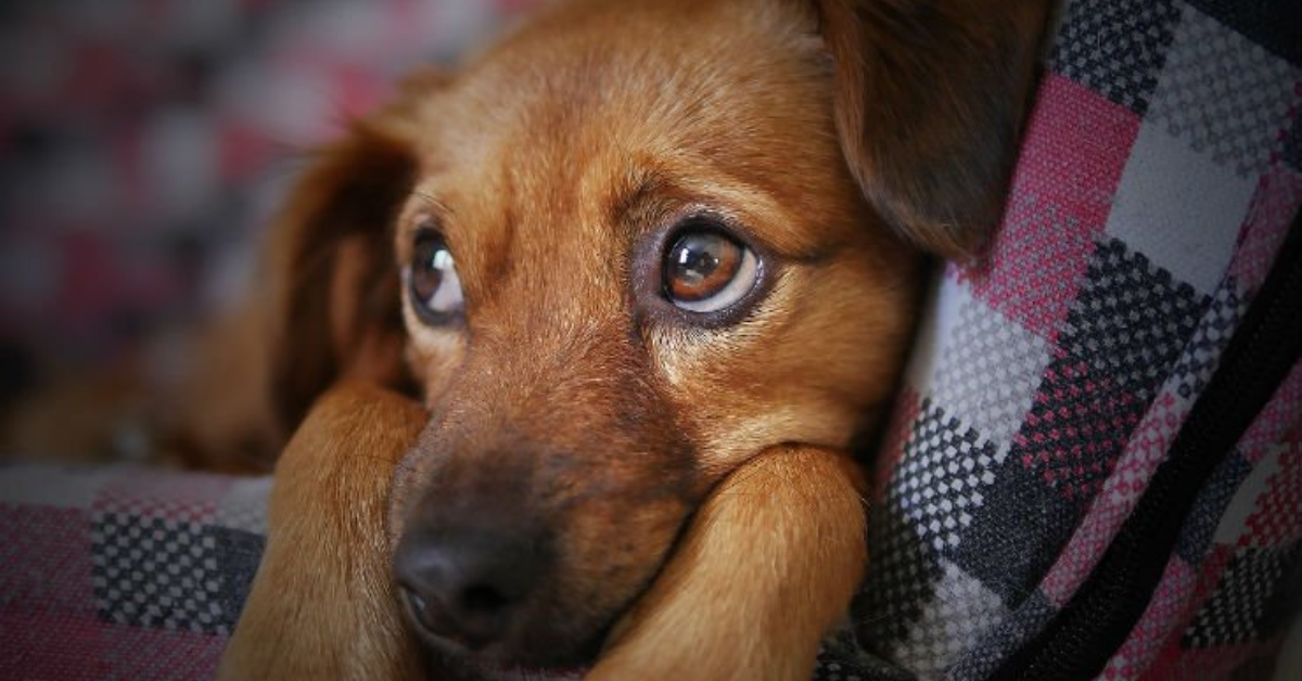 Articolazioni del cane e del gatto: come prendersene cura