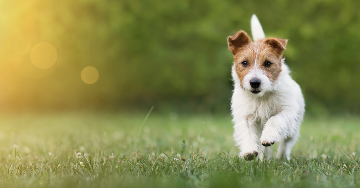 Come creare il perfetto Piano Alimentare per il tuo cane: consigli pratici e alimenti sani e naturali