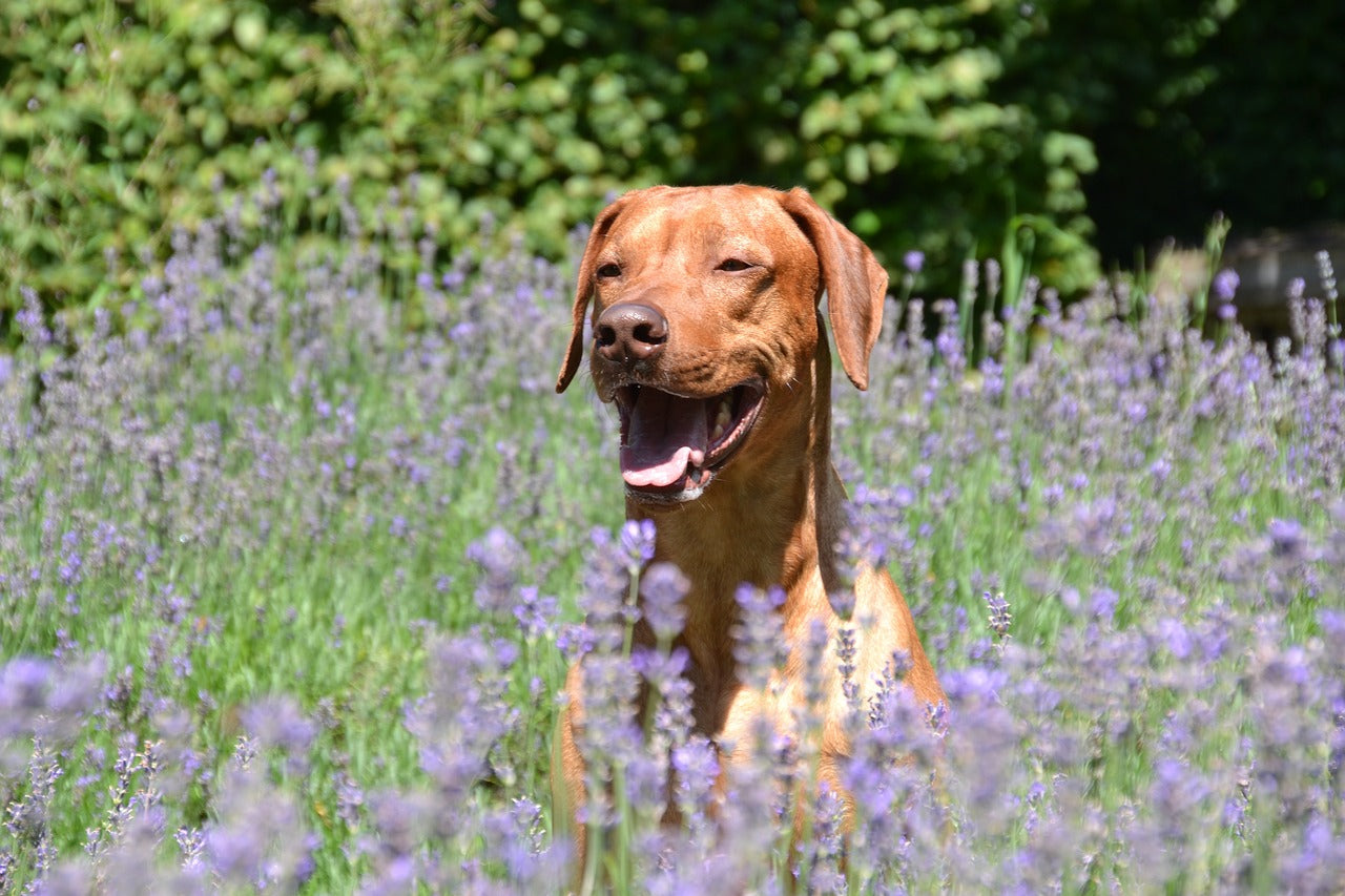 Come distinguere una crocchetta per cani ipoallergenica?