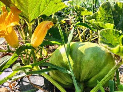 Posso dare la zucca al mio cane? Scopri i benefici di questo super alimento naturale